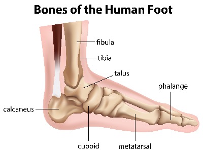 Ankle Anatomy